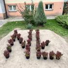 Fotka nr 1 z 10